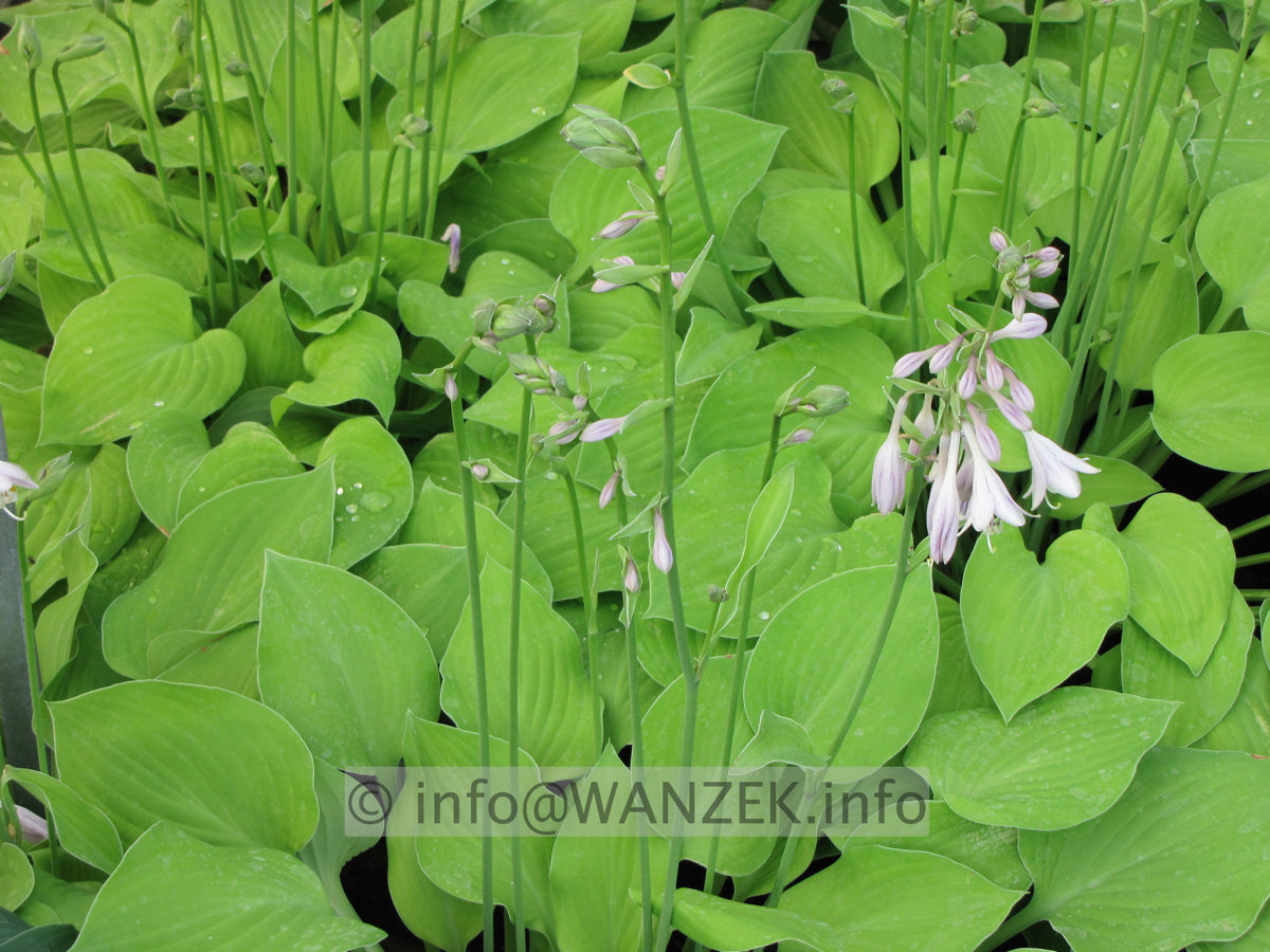 Hosta nakaiana Golden Nakaiana 08.JPG